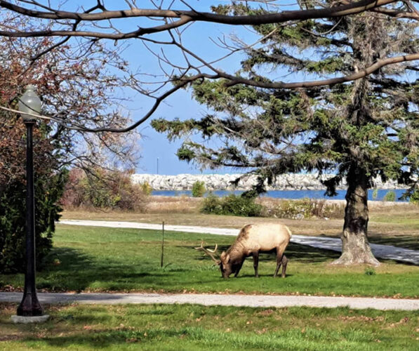 Elk is living his best life in Rogers City News, Sports, Jobs profio